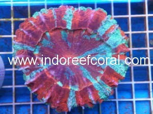 Coral-1