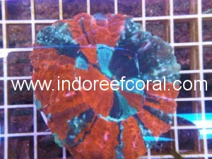 Coral-8