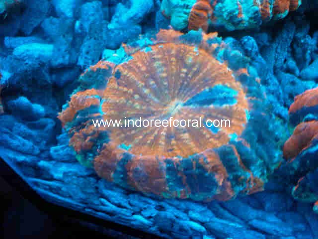 Special Coral-5